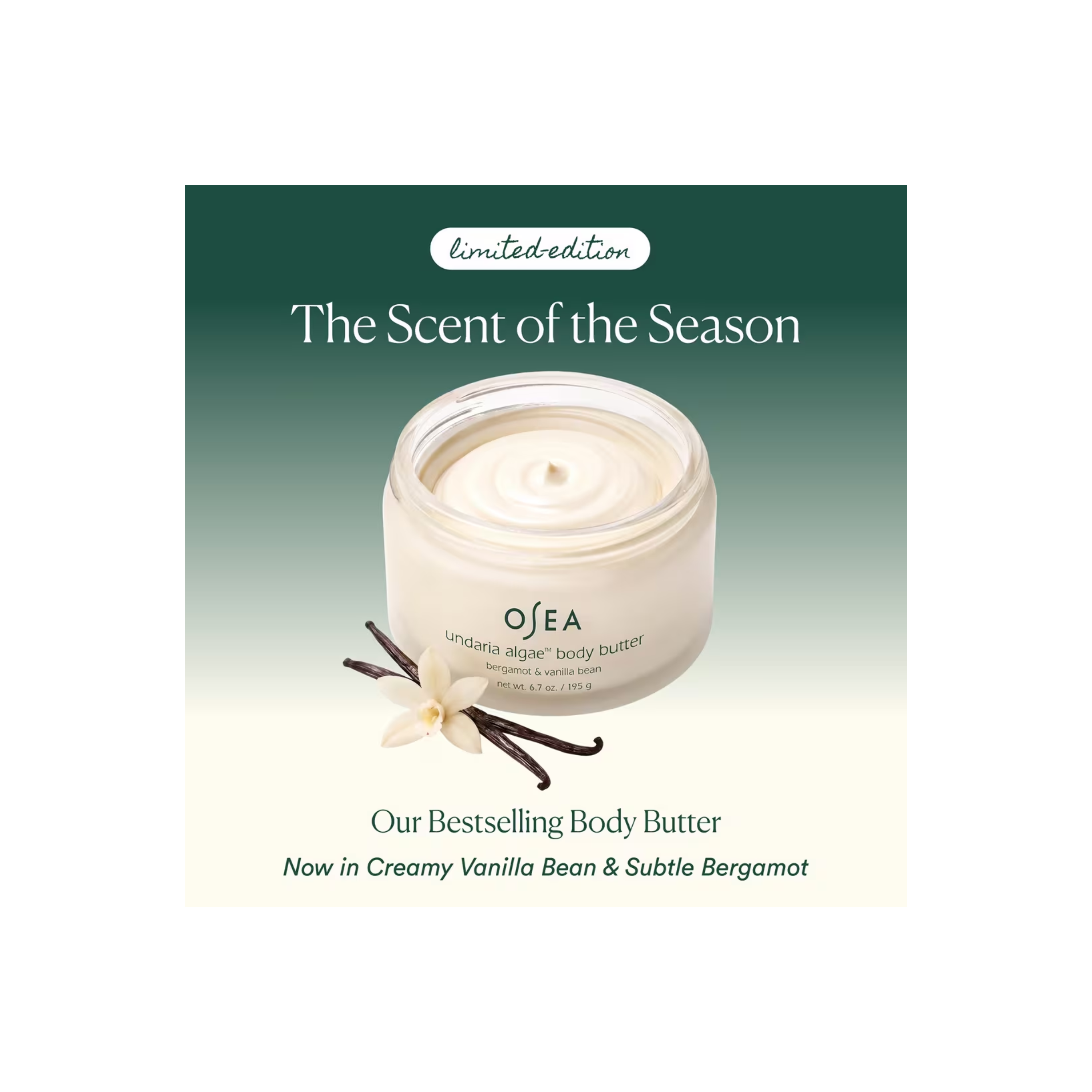 Undaria Algae Body Butter