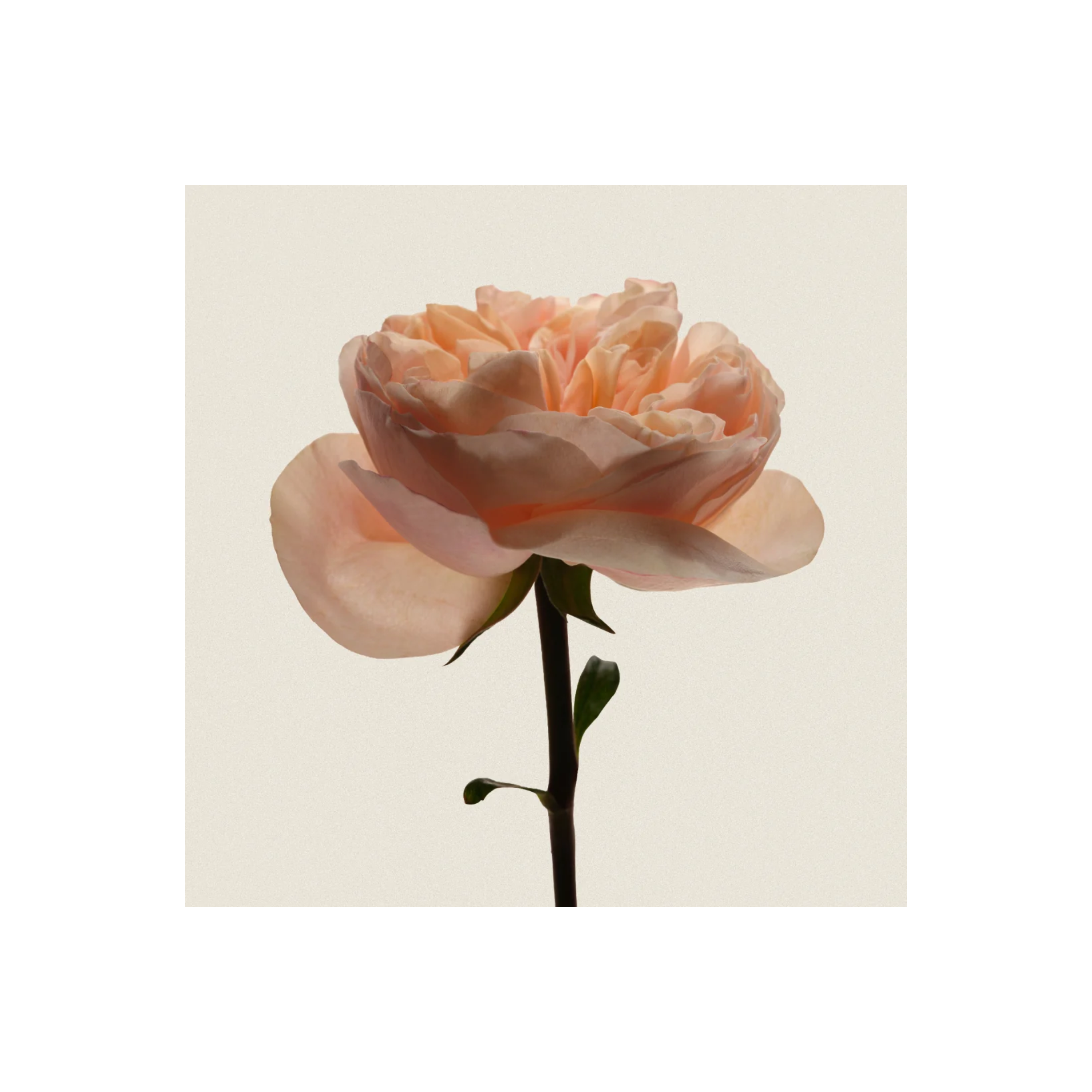 Still Bloom
