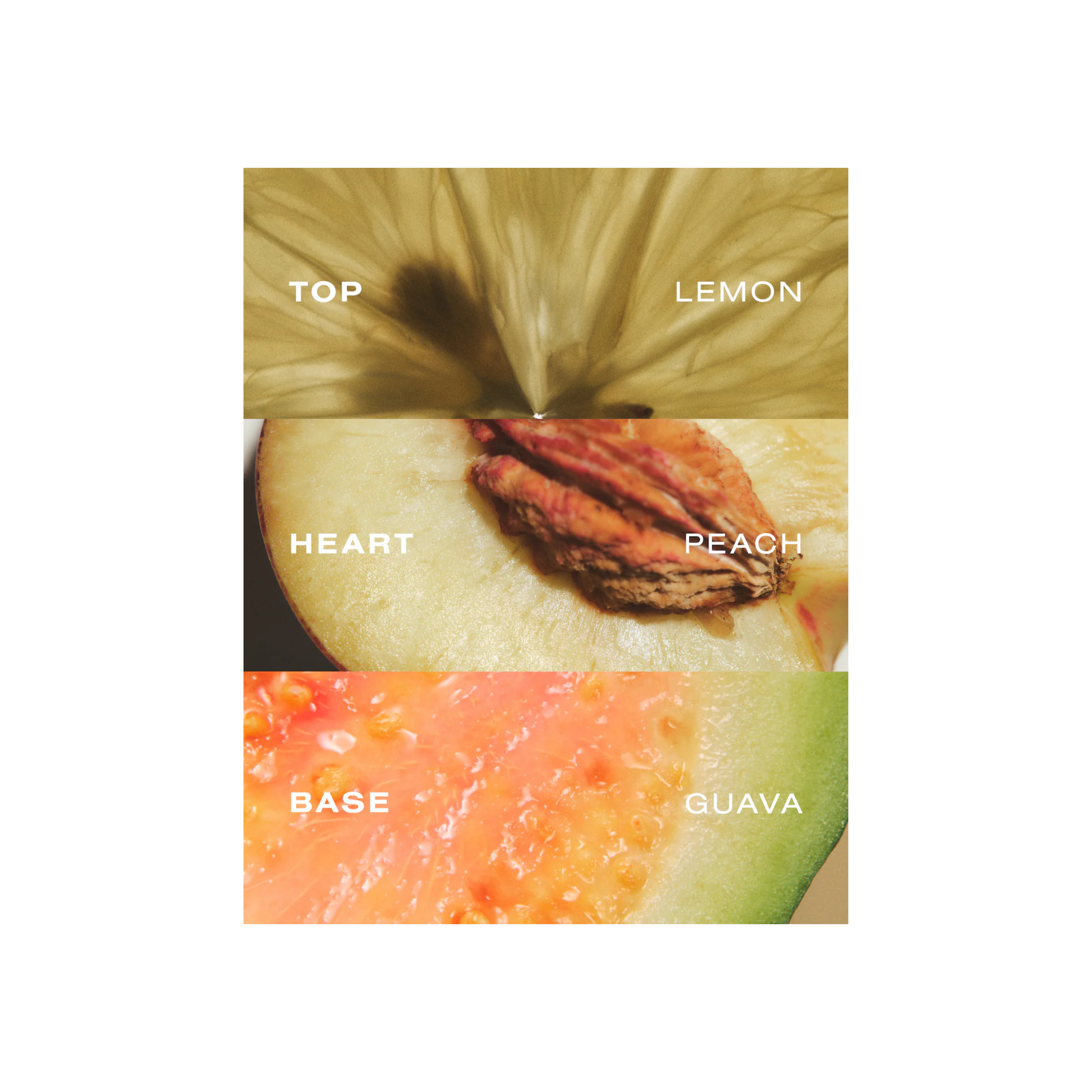 Fragrance